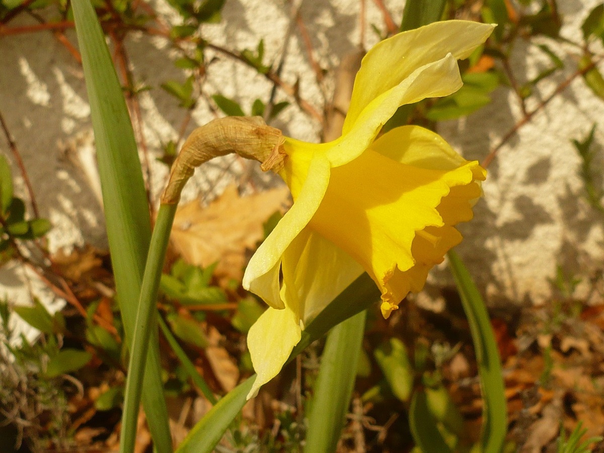 Narcissus pseudonarcissus subsp. major (Amaryllidaceae)